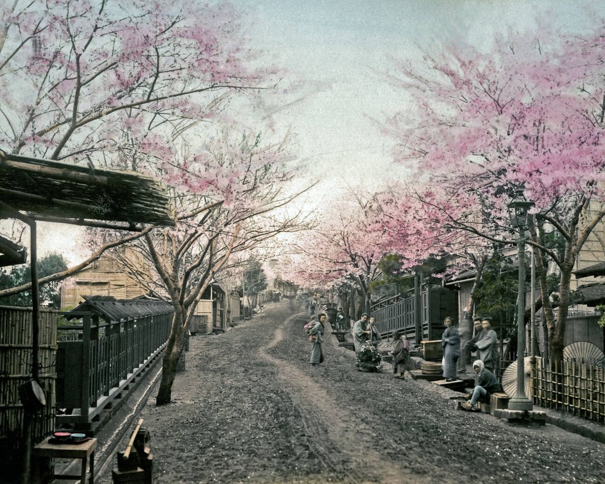 Cherry blossoms in Yokohama.
