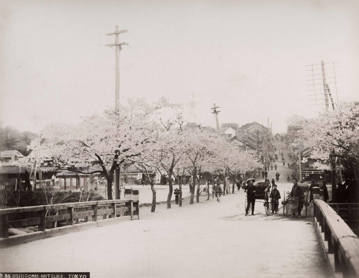 Street with cherry blossoms, 1890s