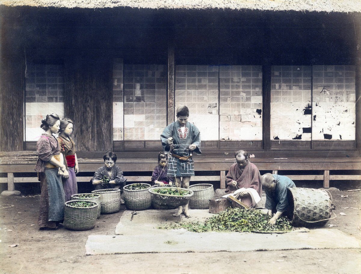 Farmers weighing tea, 1890s