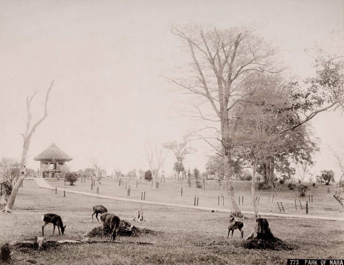 Deer in the park at Nara, 1890s