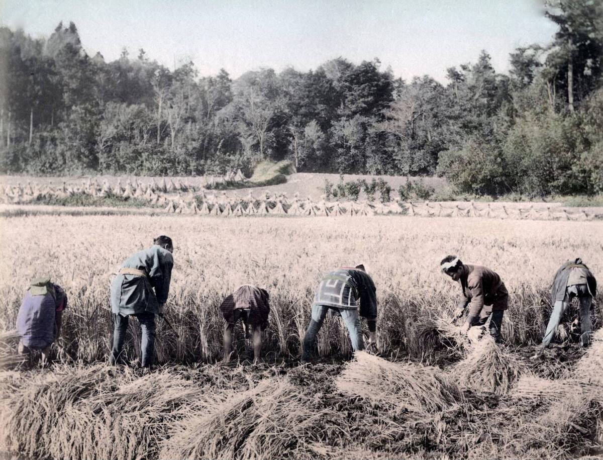 Harvesting rice, 1890