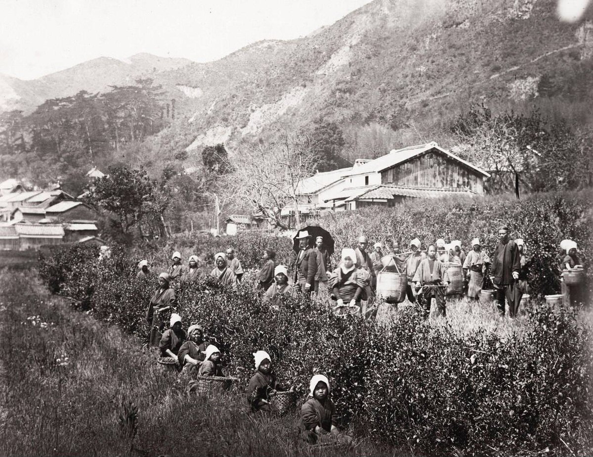 Picking the tea crop, 1890s