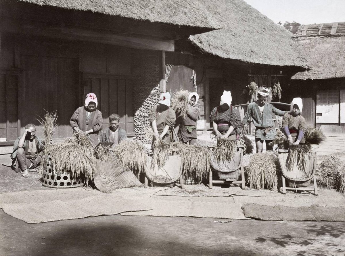 Stripping rice, 1890
