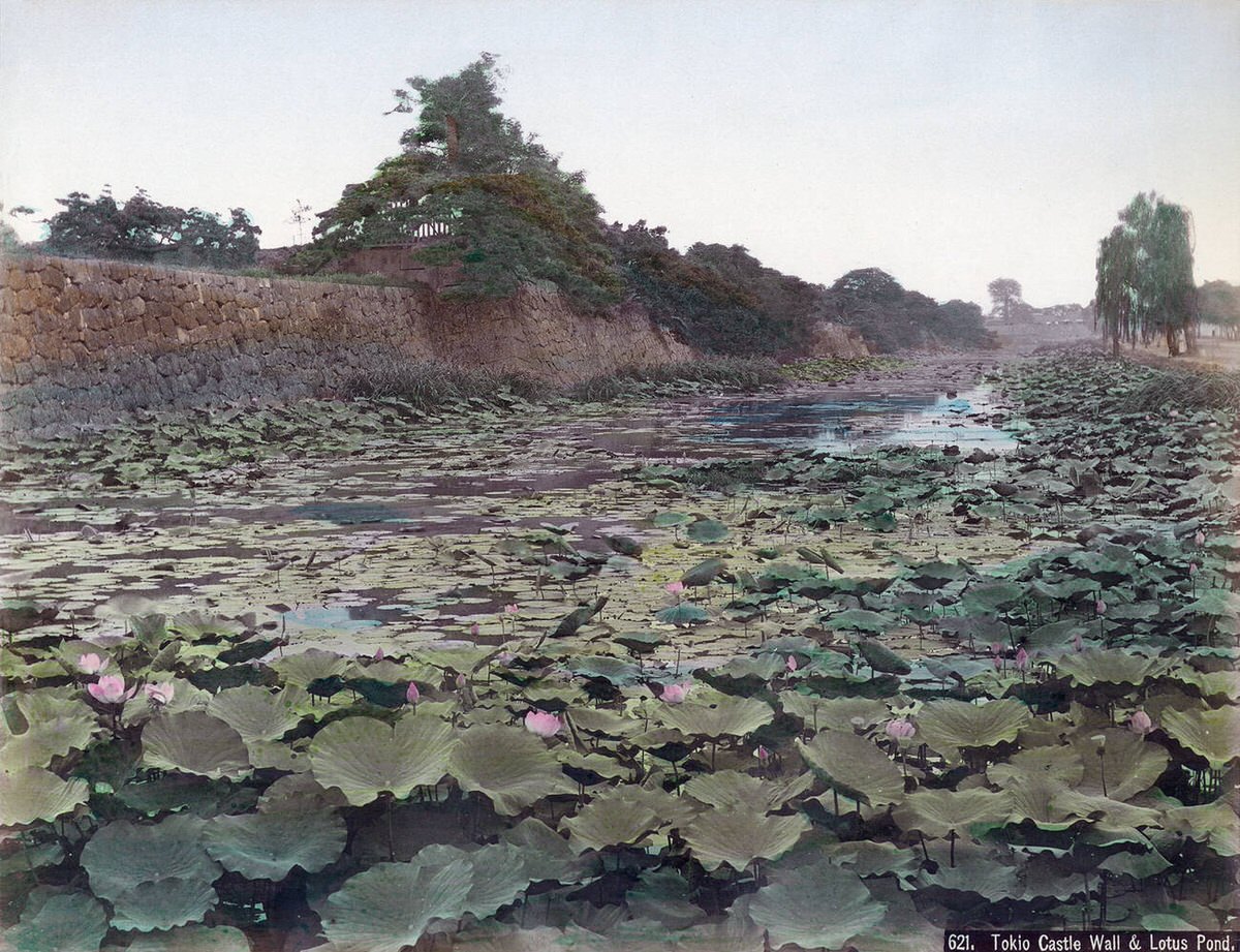 Lotus pond at the Imperial Palace in Tokyo, 1890s
