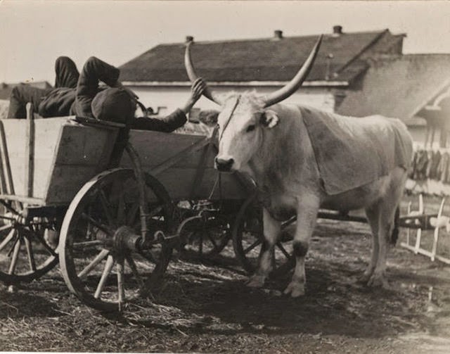 Youngsters with cattle, Carpathian Ruthenia, 1930s.