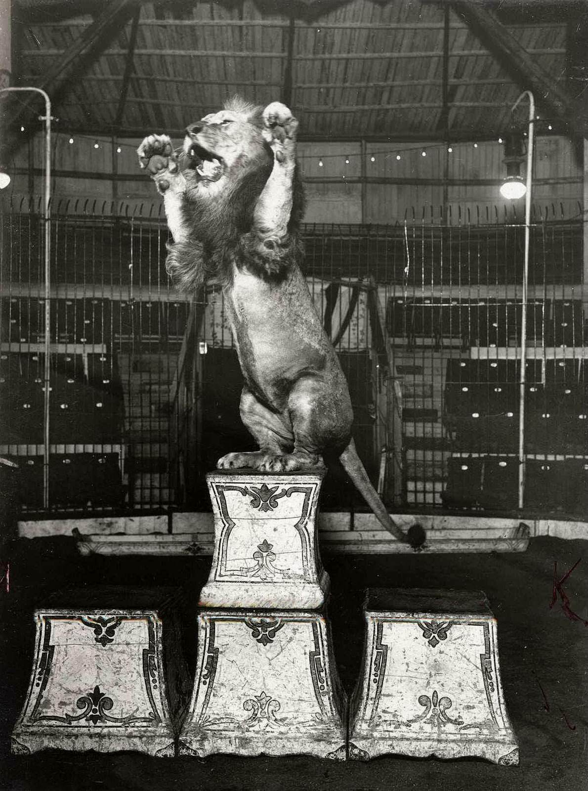 Historic Photos of Circus Life in the Netherlands in the Early 1900s Capture a Lost World