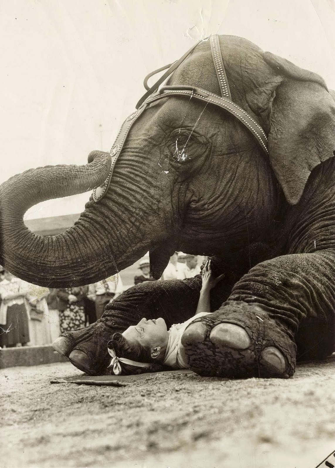 Historic Photos of Circus Life in the Netherlands in the Early 1900s Capture a Lost World