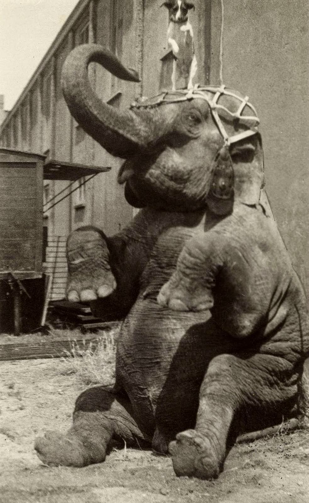 Historic Photos of Circus Life in the Netherlands in the Early 1900s Capture a Lost World