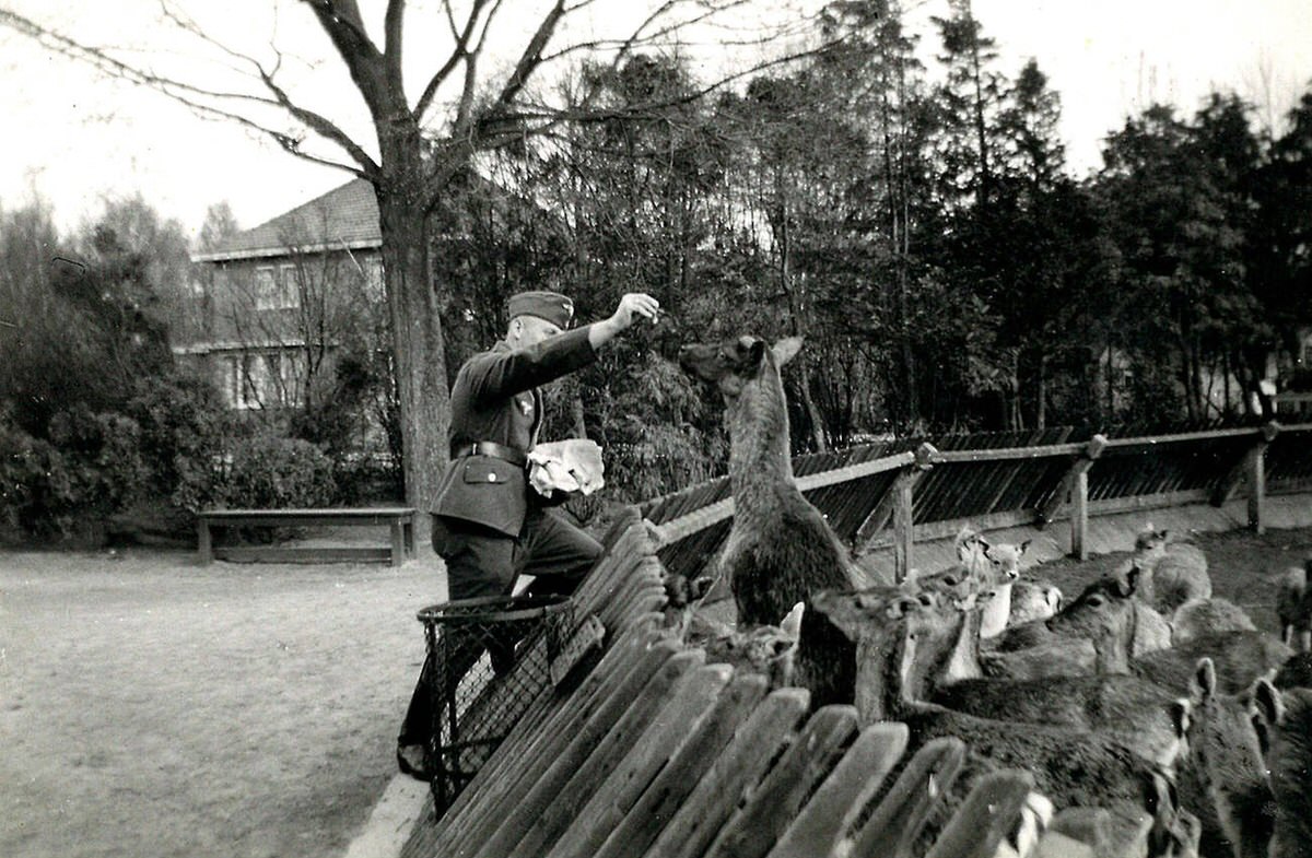 German soldier feeding deer at a park in the Netherlands, 1941