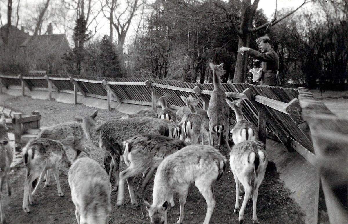 German soldier feeding deer at a park in the Netherlands, 1941