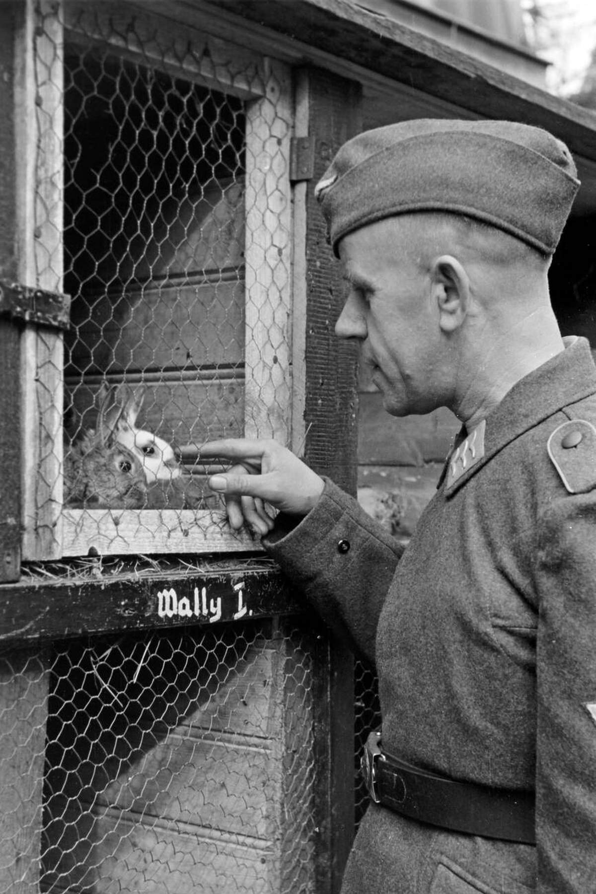 German Air Force corporal stroking a rabbit in a cage, 1941