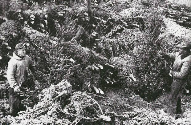 Workers preparing Christmas trees for sale at Gaudio's tree yard in Camden, 1957