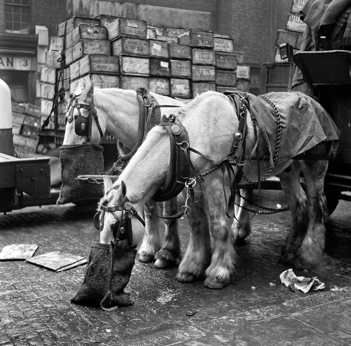Cart horses feeding from nosebags at Billingsgate Fish Market, 1954