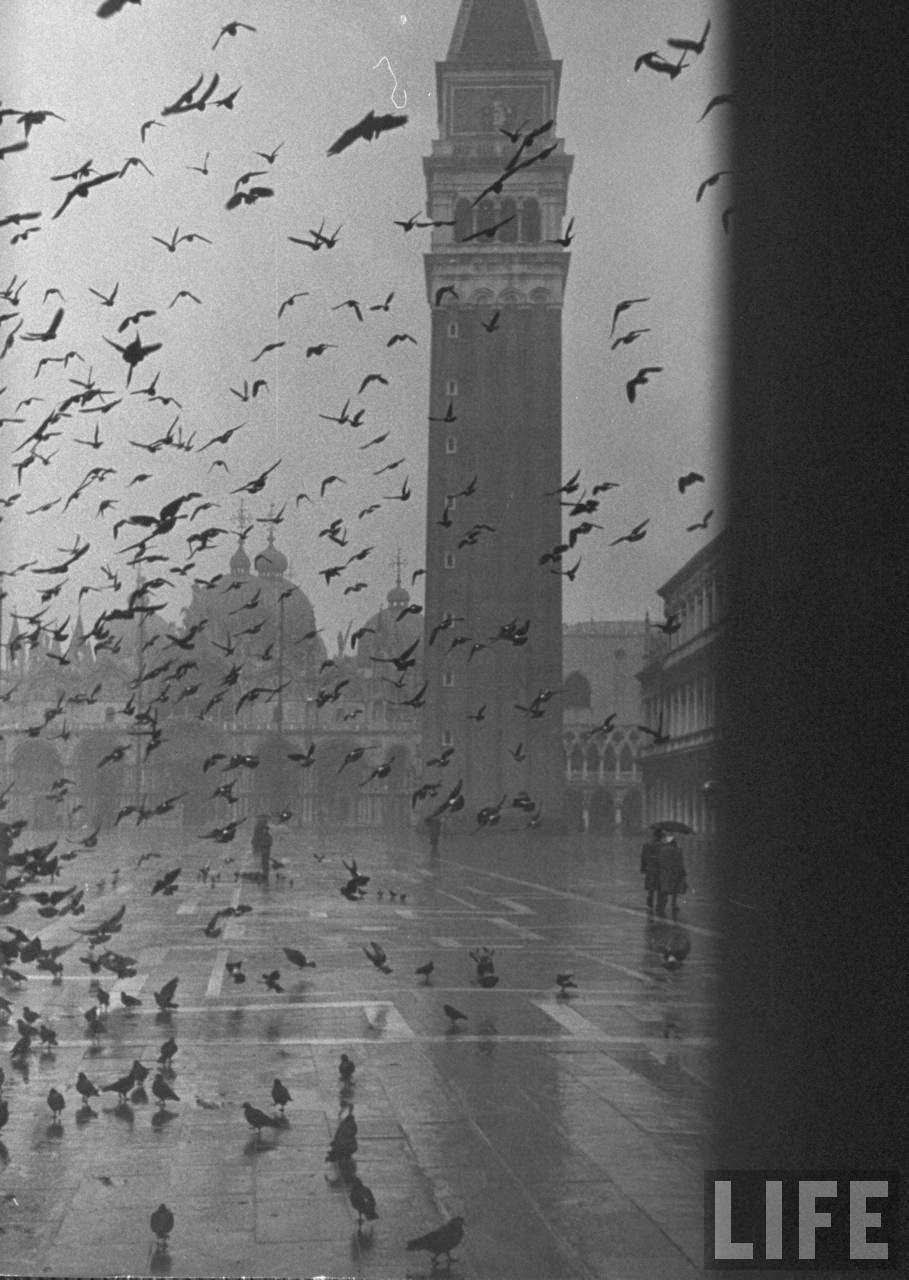 Pigeons consuming space in Piazza San Marco on a rainy day w. St. Mark's Basilica in the background.