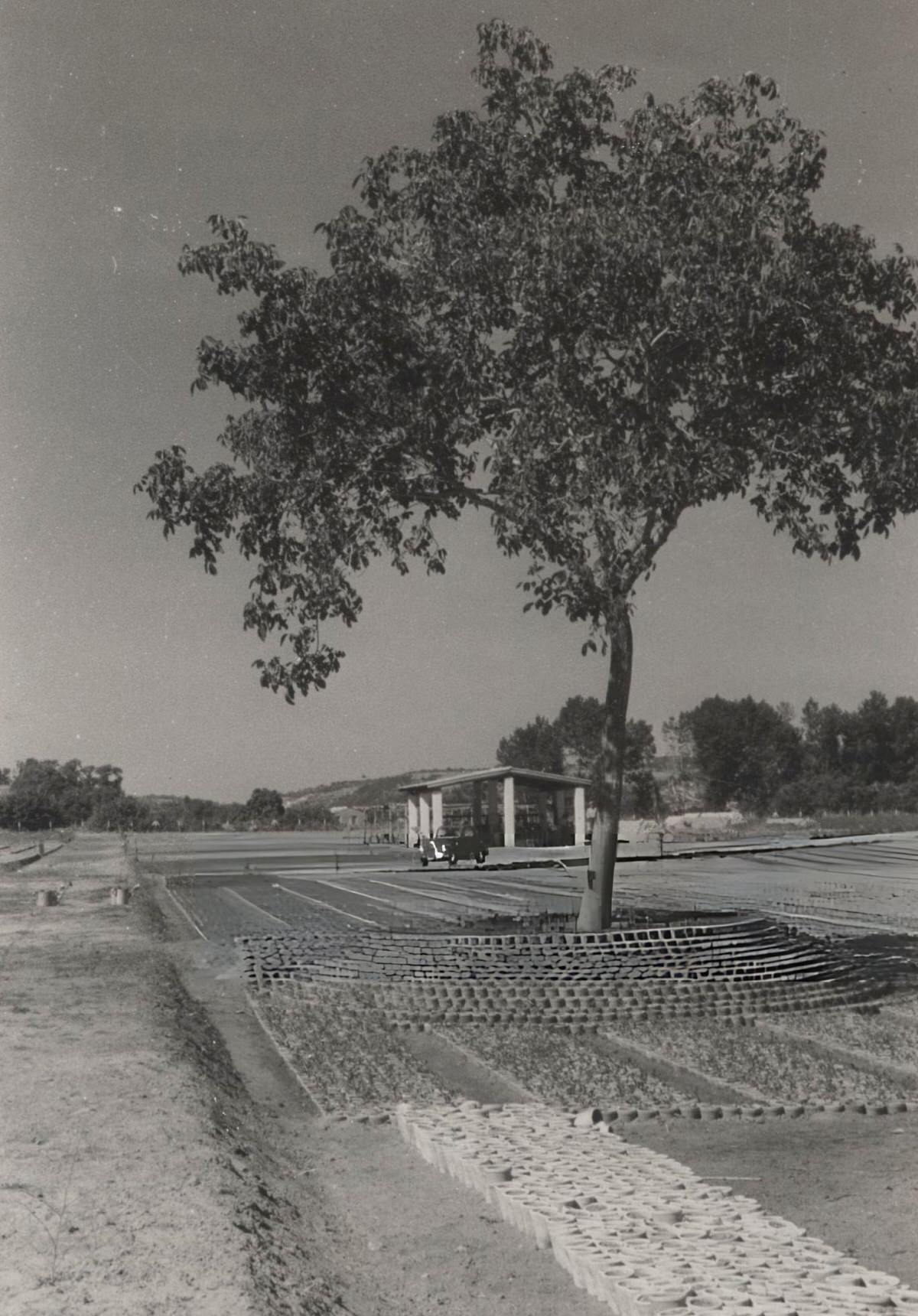 Eucalyptus tree nursery in Sicily, 1953