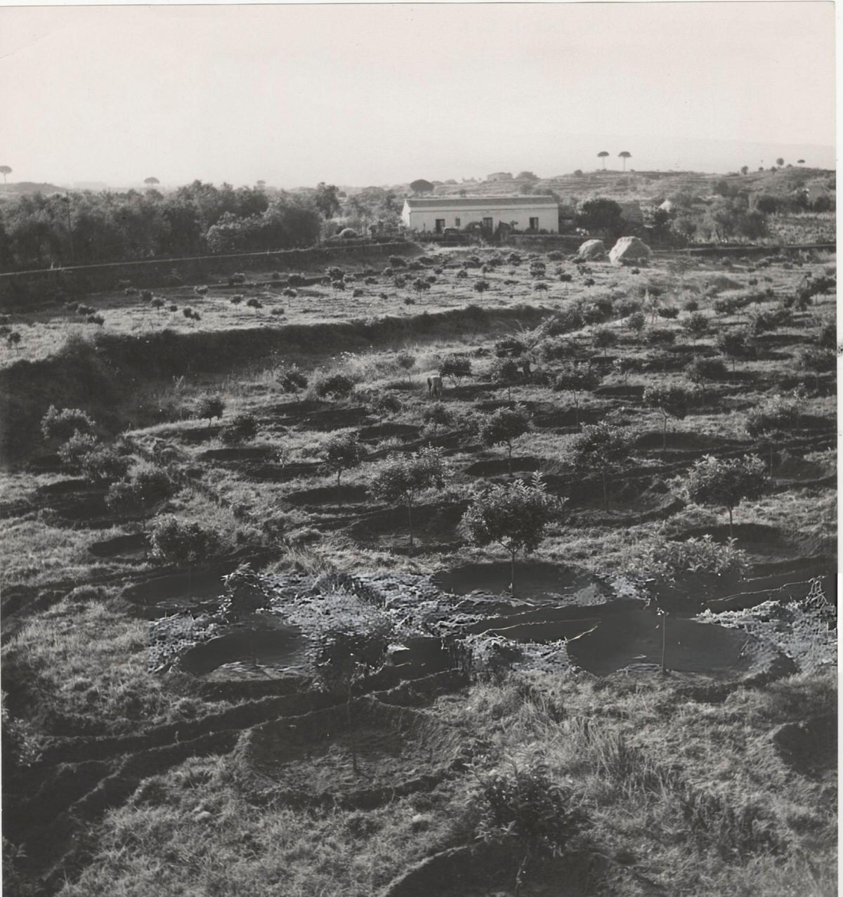 Citrus groves near Catania, 1955