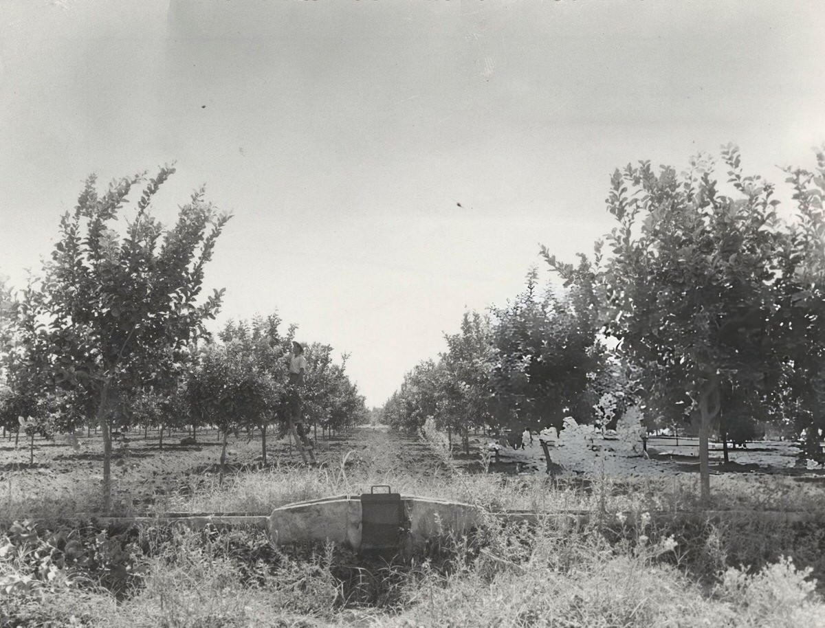 Citrus grove near Acireale, 1957