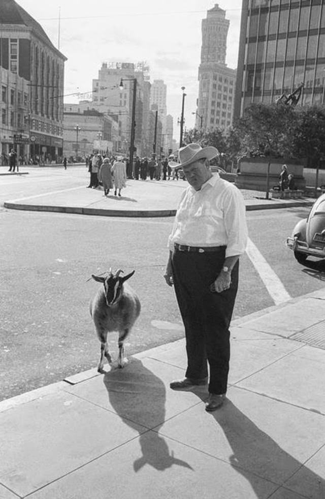 Man with a goat during a downtown parade in San Francisco, 1963