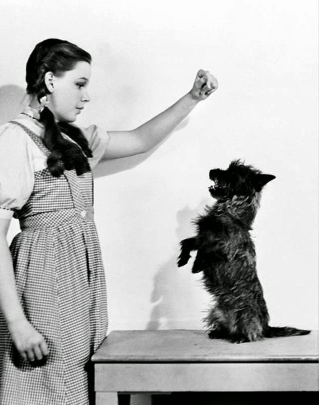 Judy Garland and Terry in a publicity shot, The Wizard of Oz, 1939