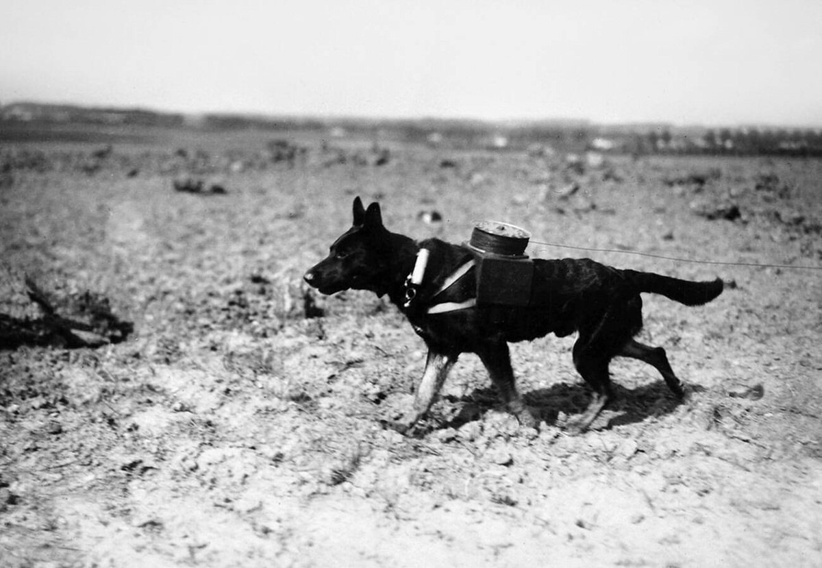 Electric wire dog, 1917
