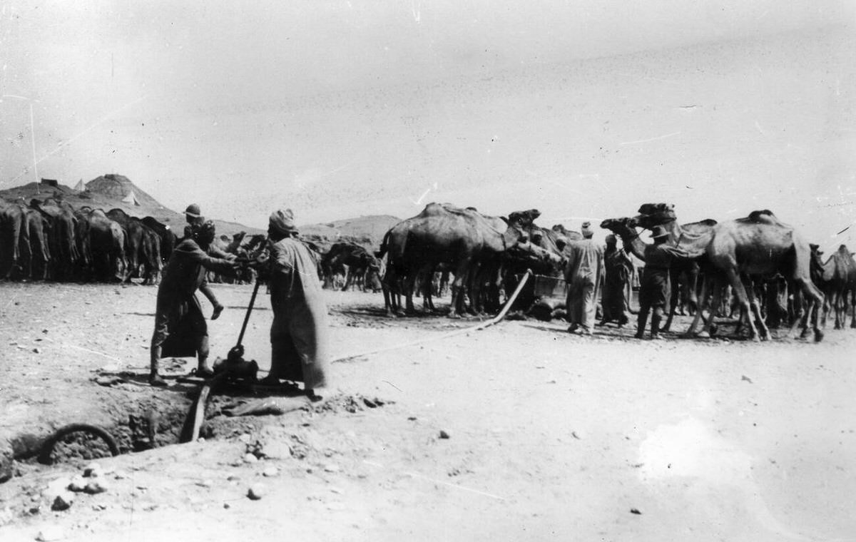 Camel Transport Corps watering camels in the Wadi Arish Redoubt, 1917