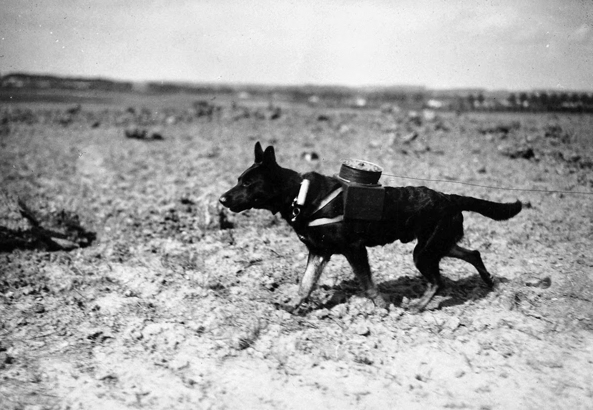 Messenger dog with a harness for laying electric line, 1917