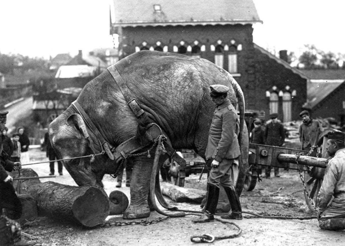 Indian elephant from the Hamburg Zoo used by Germans to move tree trunks in Valenciennes, France, 1915