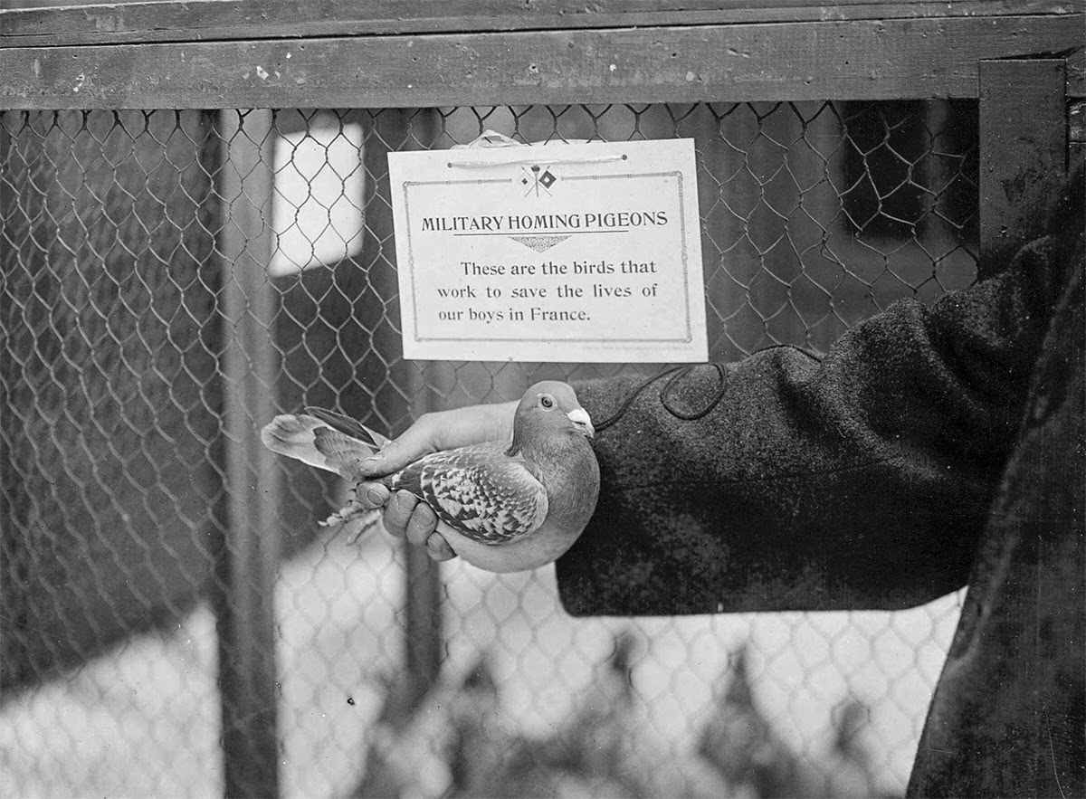 Homing pigeons used as messengers and dispatch bearers in France, 1914