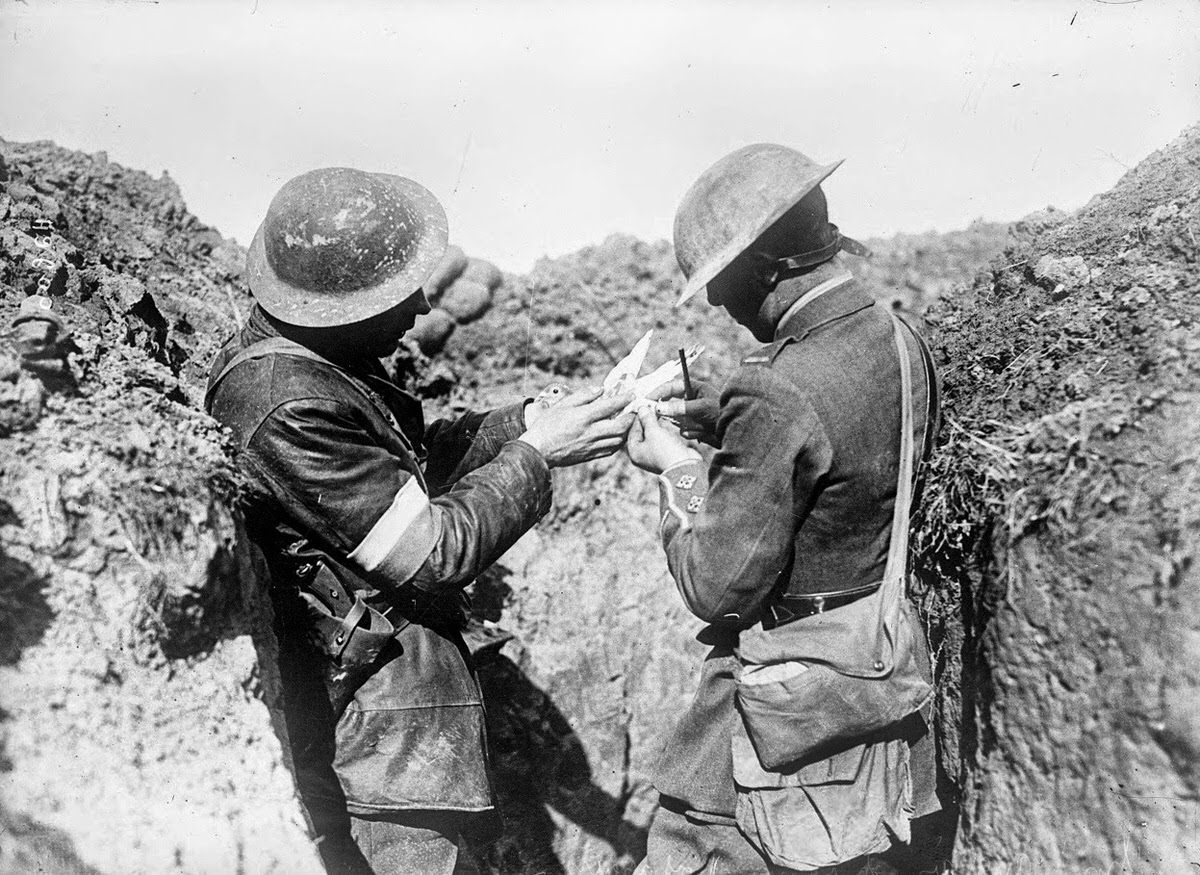 British troops attaching a message to a carrier pigeon on the Western Front, 1917