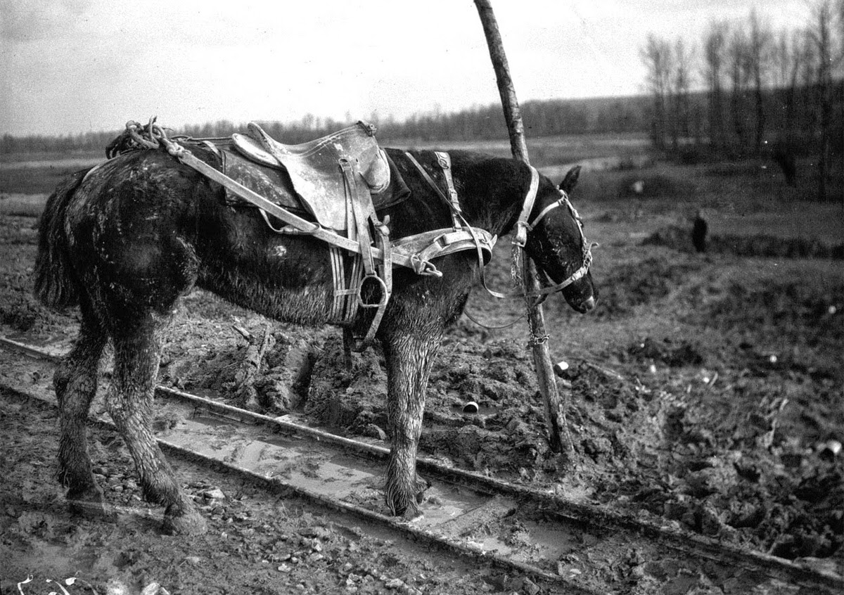 Draft horse hitched to a post next to its partner killed by shrapnel, 1916