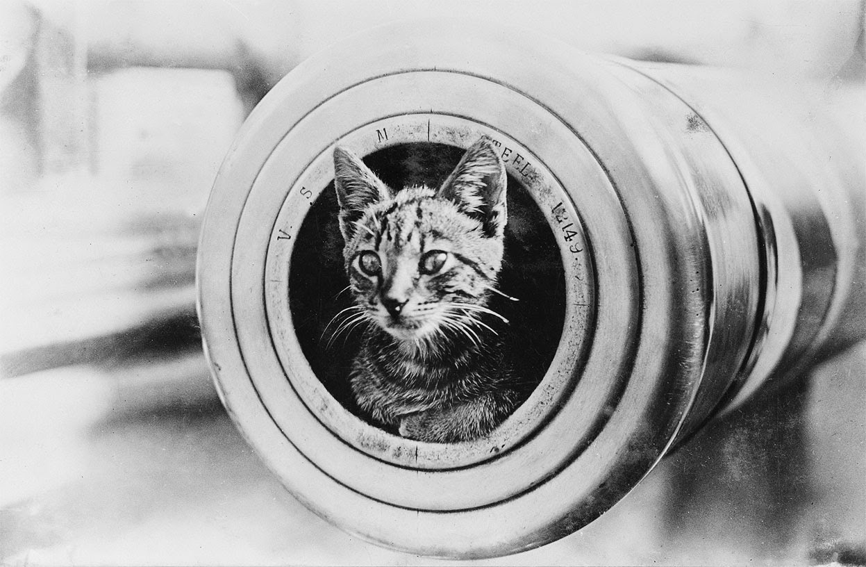 Feline mascot of the light cruiser HMAS Encounter in the muzzle of a 6-inch gun, 1914