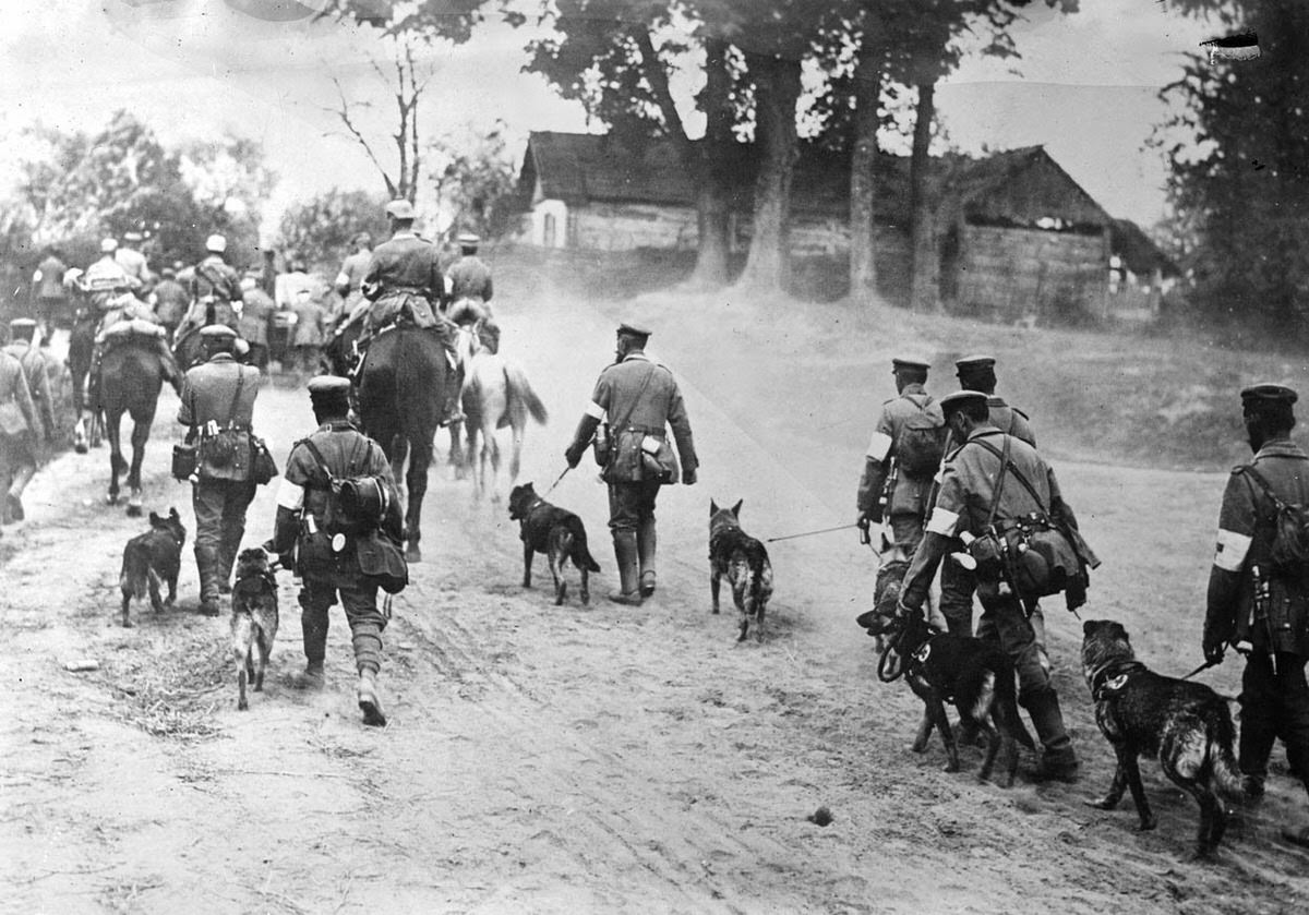 German Red Cross dogs heading to the front, 1914