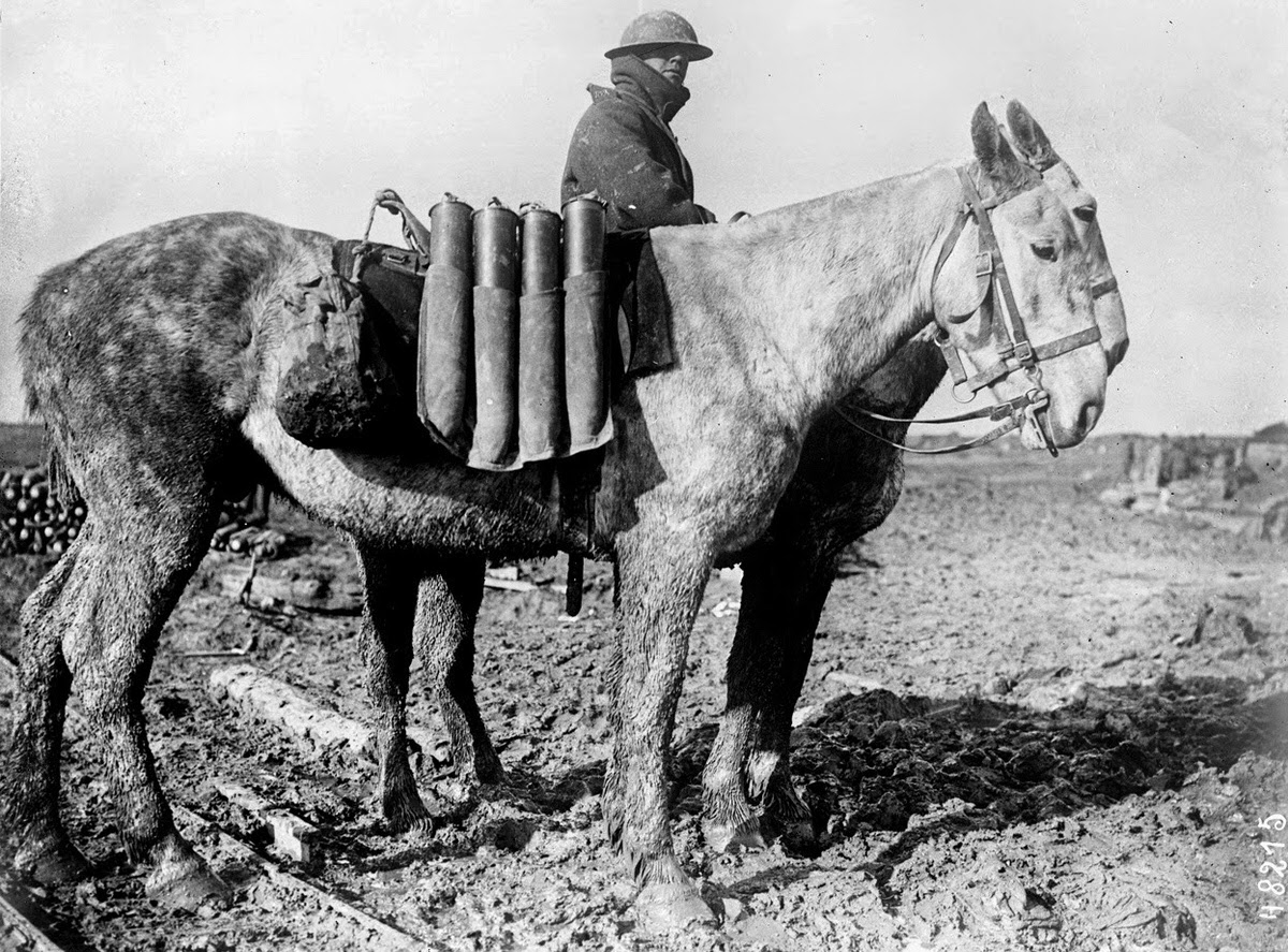 Shells carried on horseback on the Western Front, 1916