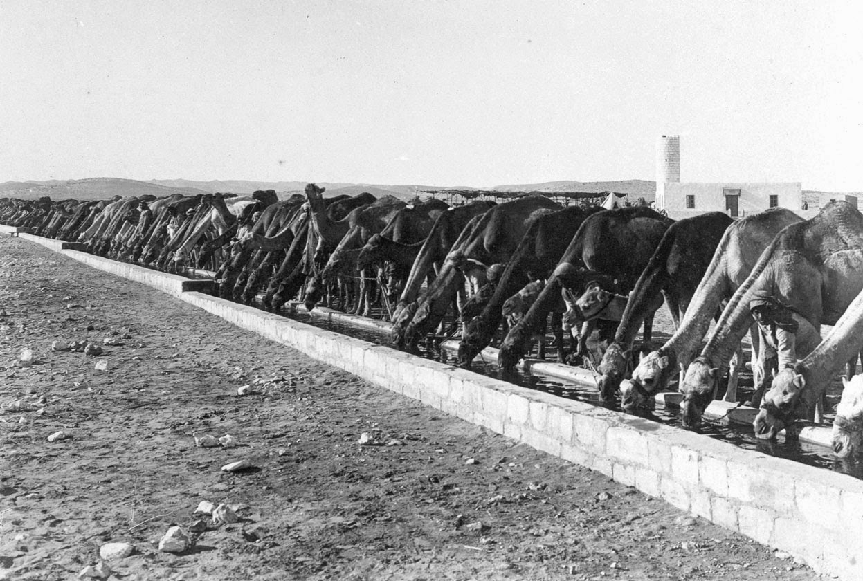 Camels at a watering station in Asluj during the Palestinian campaign, 1916