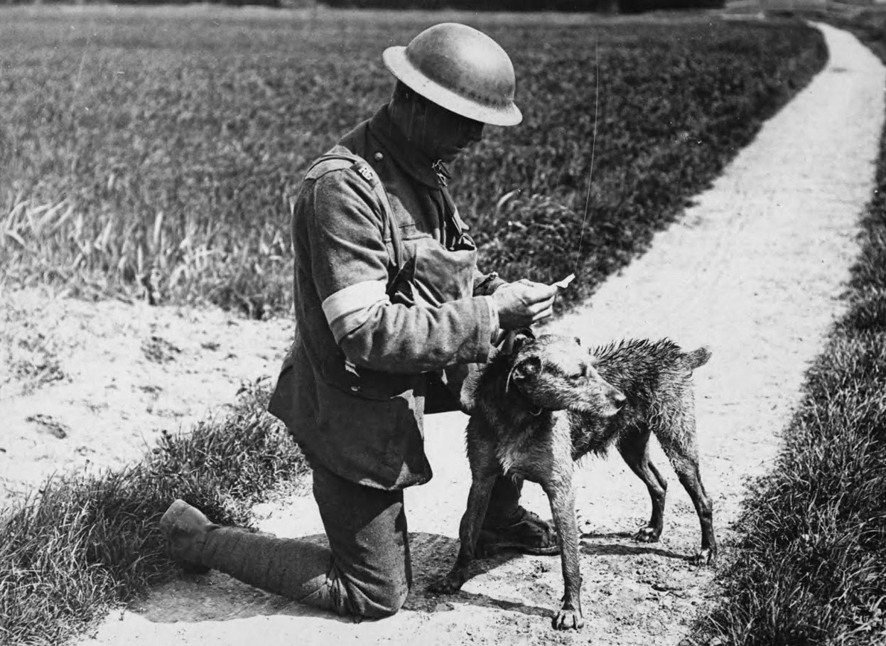 Dog-handler reading a message brought by a messenger dog in France, 1914