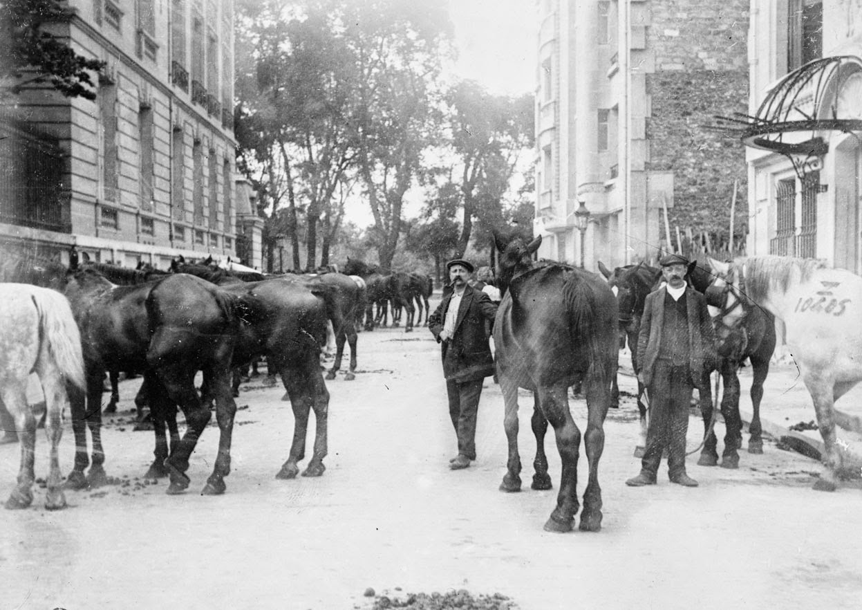 Horses requisitioned for the war effort in Paris, 1915