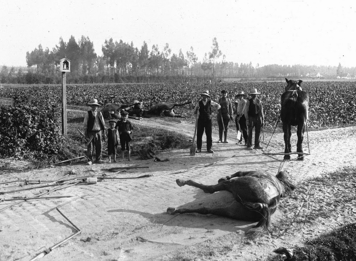 Surviving horse used to remove dead horses after the Battle of Haelen, 1914
