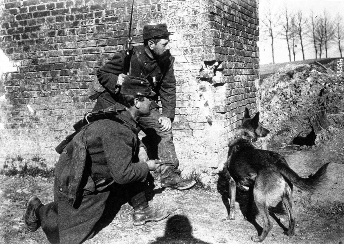 Dog trained to search for wounded soldiers under fire, 1915