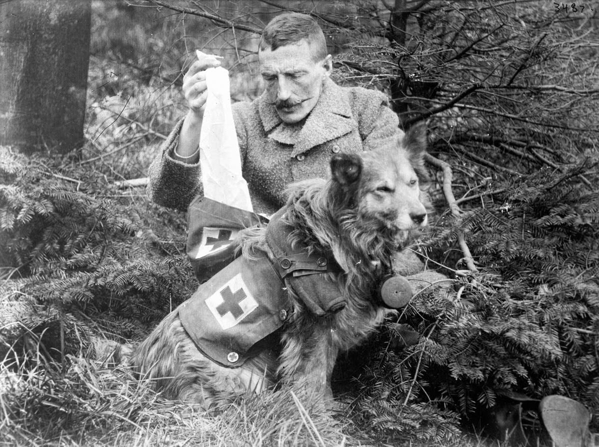 Bandages retrieved from the kit of a British dog, 1915