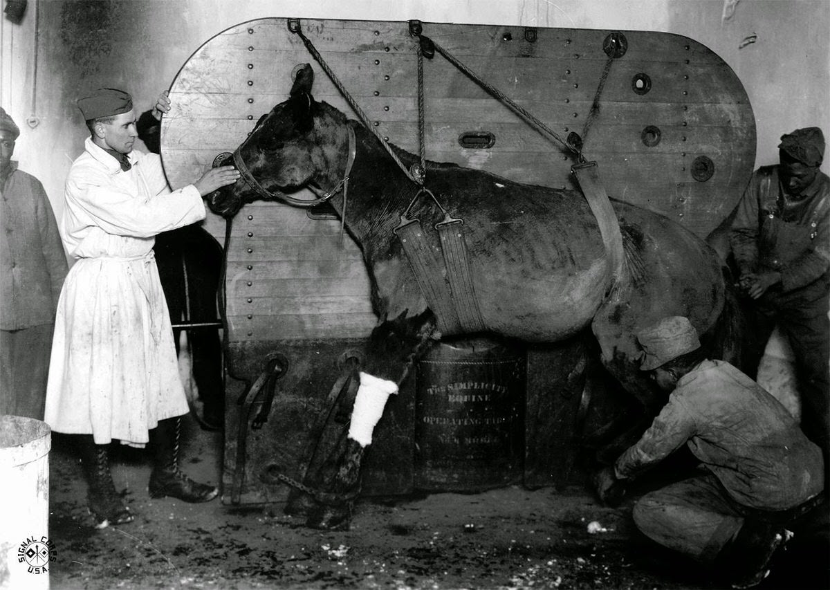 Horse being operated on for a gunshot wound in Le Valdahon, France, 1918
