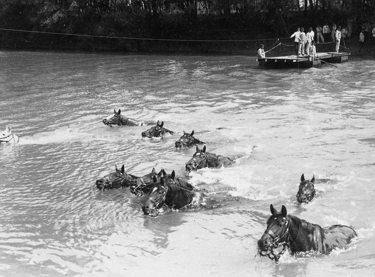 French cavalry horses swimming across a river in northern France, 1914