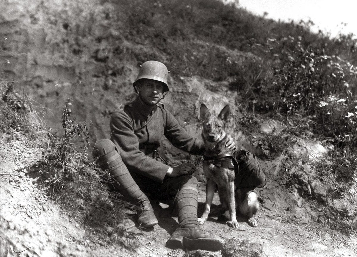 Dispatch dog fitted with a basket for transporting carrier pigeons in Namur, Belgium, 1914