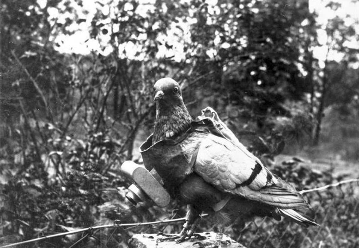 Pigeon with a small camera attached for aerial photography, 1914