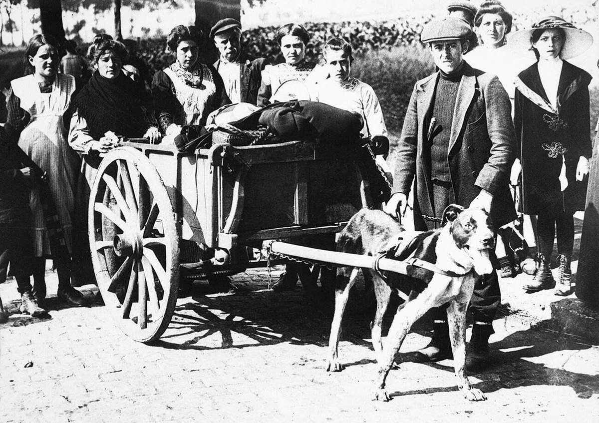 Dogs pulling for the Belgian army, 1914