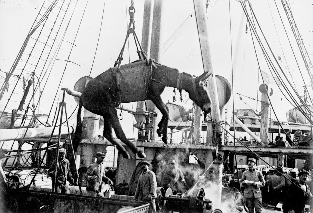 Unloading a mule in Alexandria, Egypt, 1915