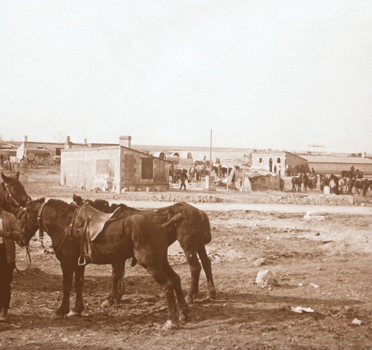 Horses in Somme-Tourbe, France, 1914