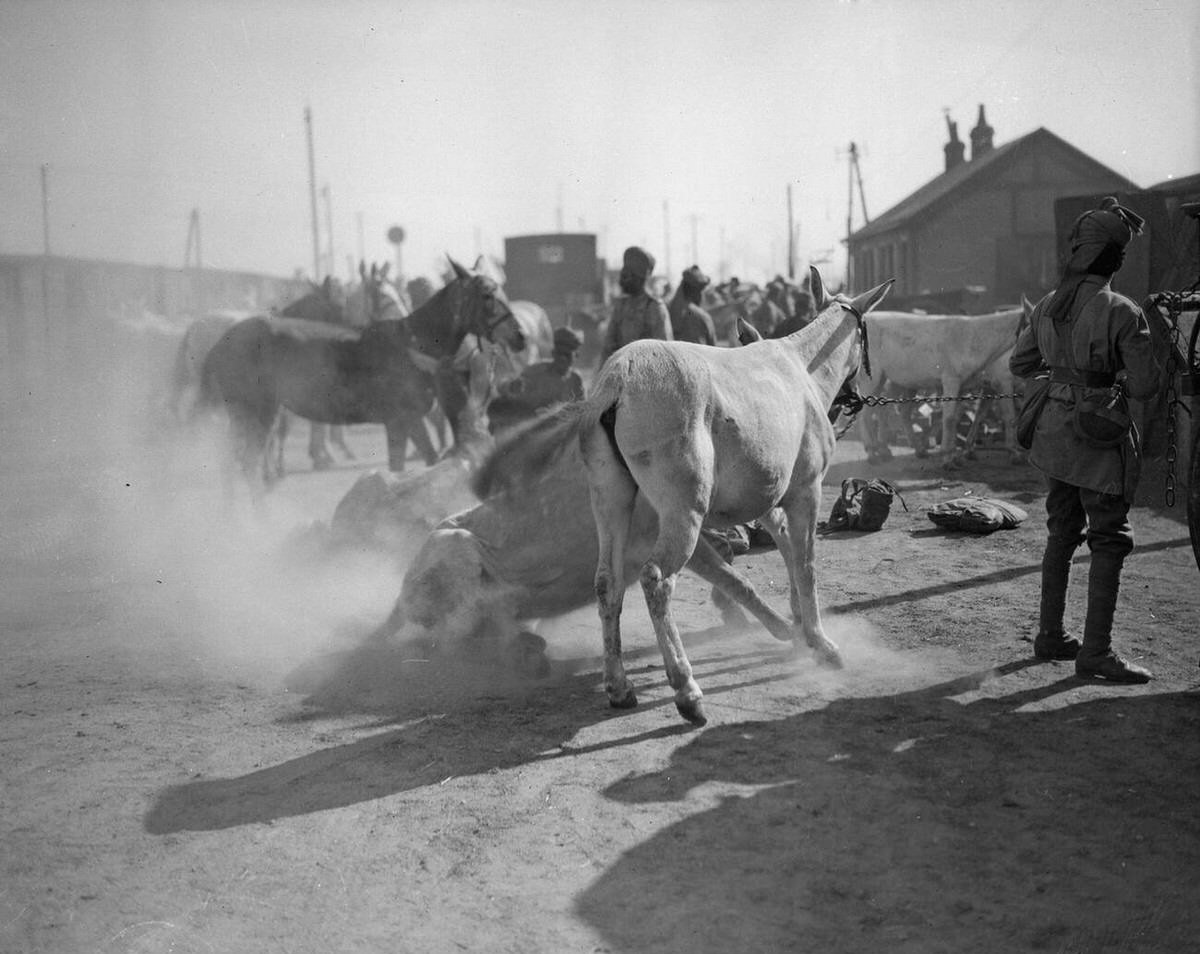 Mules of the 3rd Lahore Indian Division in Orleans, France, 1914