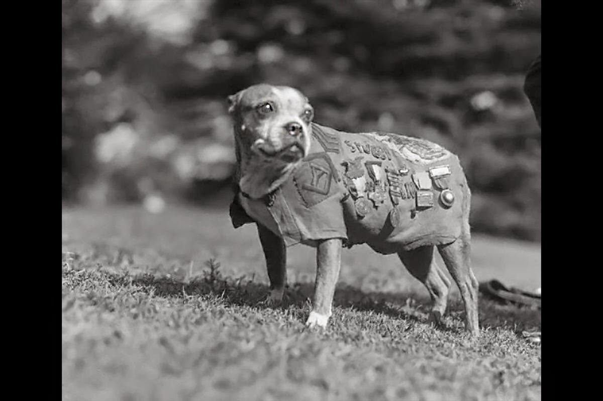 Sergeant Stubby, the decorated war dog of the 102nd Infantry, 1918