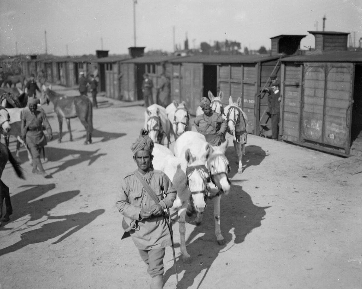 Mules of the 3rd Lahore Indian Division being detrained in Orleans, France, 1914