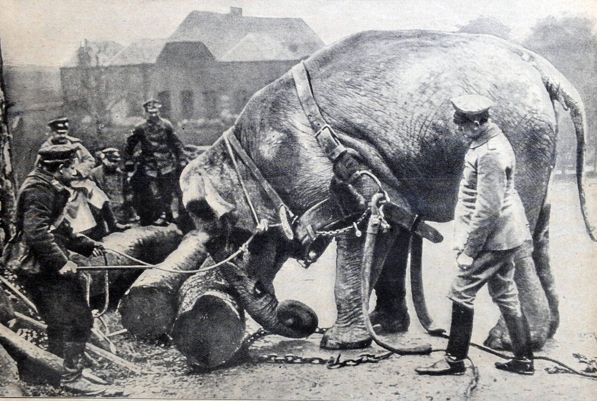 Elephant donated by Hagenbeck helping behind the Western Front, 1915